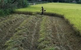 ベトナムの稲刈り